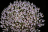 Allium ampeloprasum 'Elephant' RCP7 2015 (37).JPG